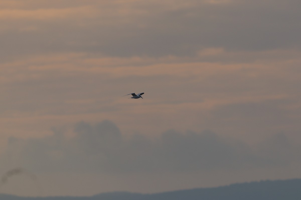 Sterne caugek - ML644698850