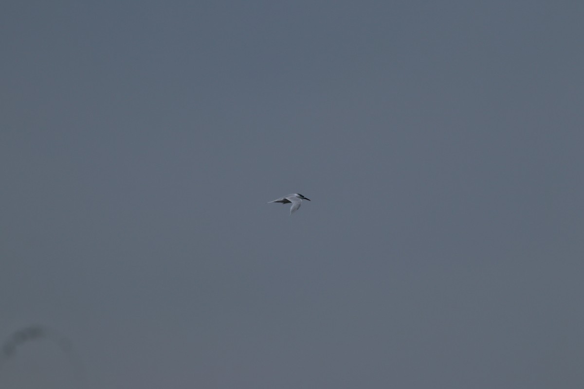 Sterne caugek - ML644698851