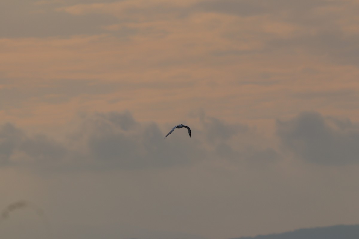 Sterne caugek - ML644698852