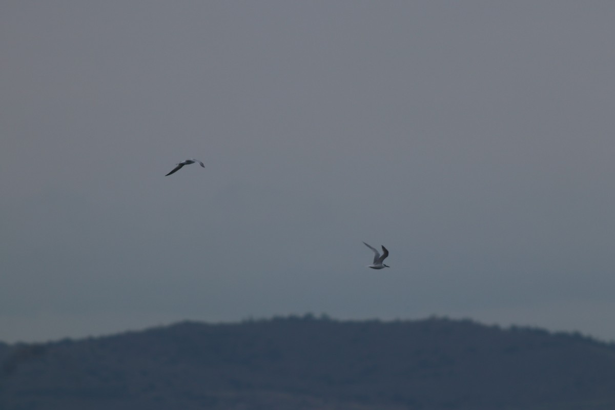 Sterne caugek - ML644698853