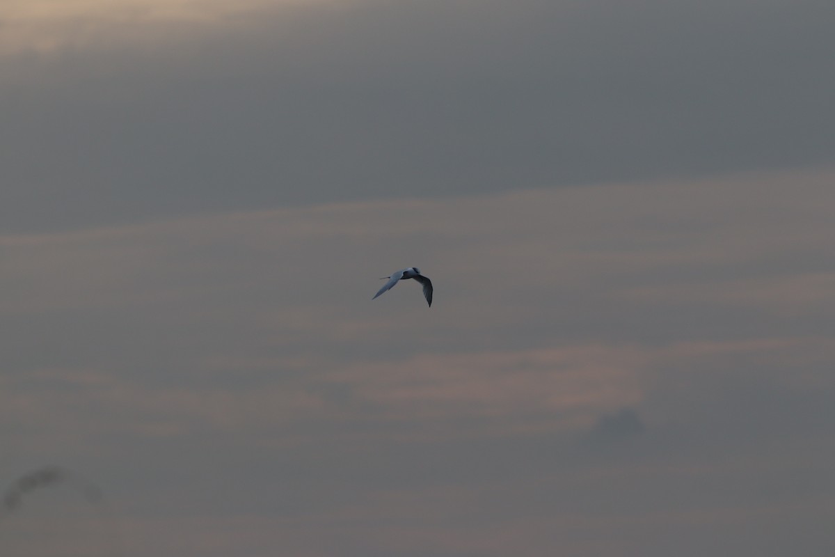 Sterne caugek - ML644698855