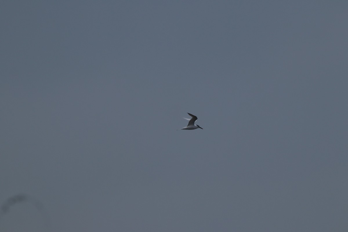 Sterne caugek - ML644698856