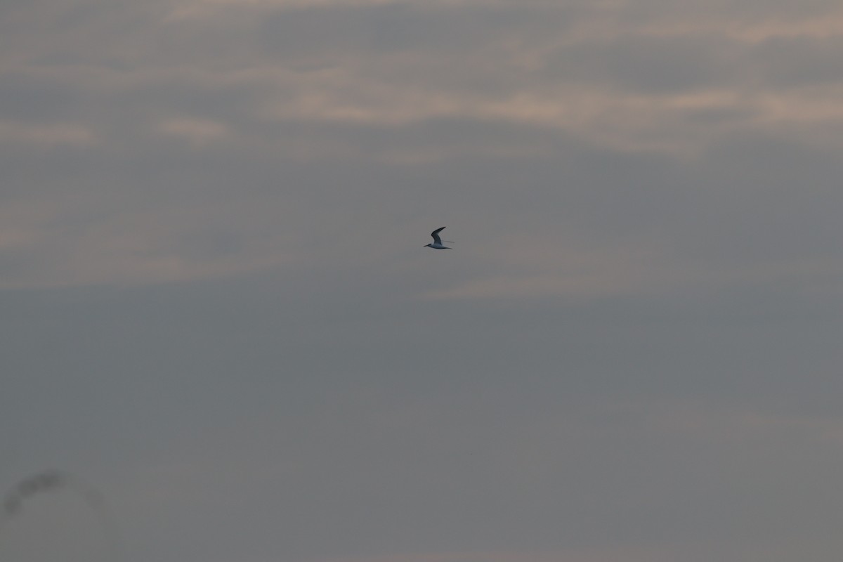 Sterne caugek - ML644698858