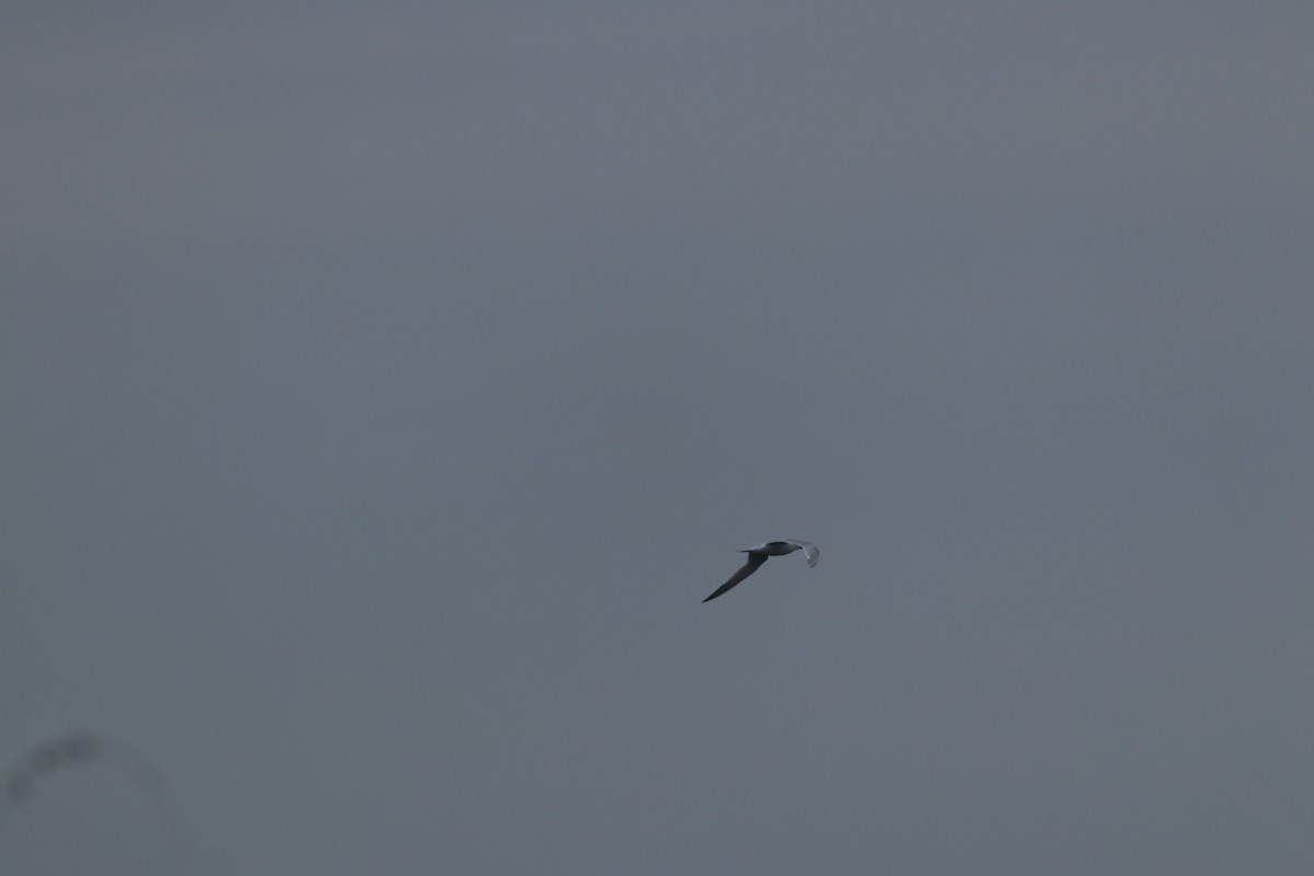 Sterne caugek - ML644698859