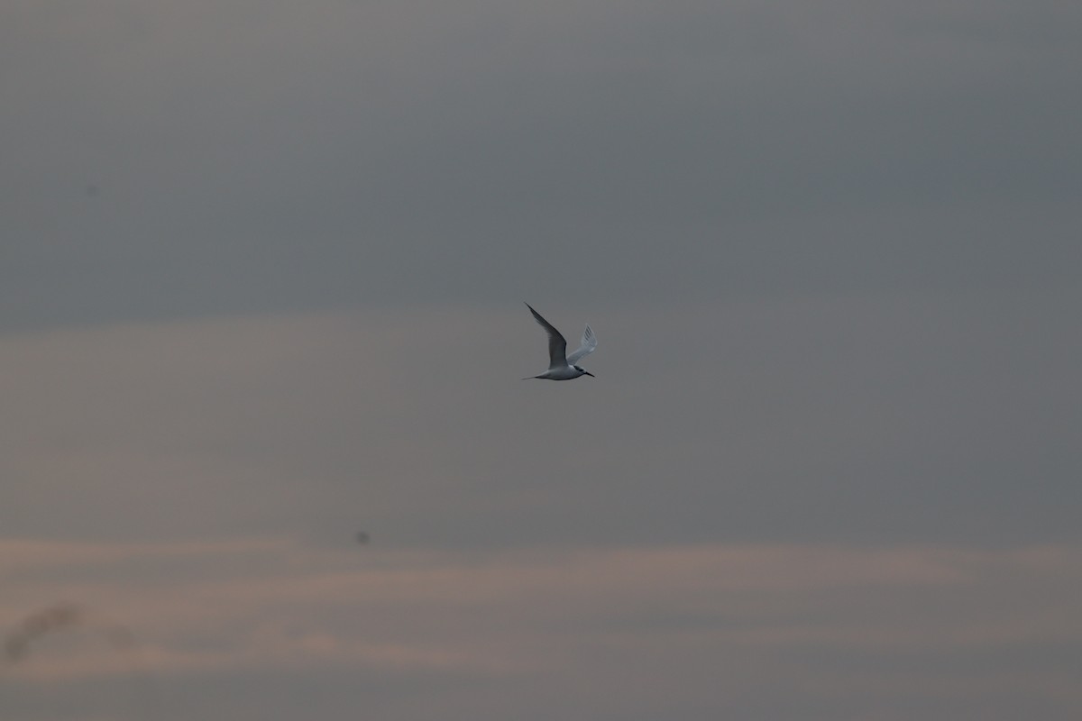 Sterne caugek - ML644698860