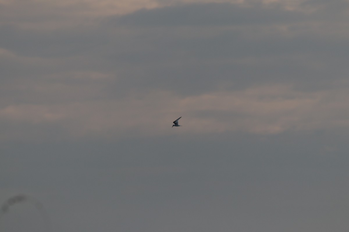 Sterne caugek - ML644698861