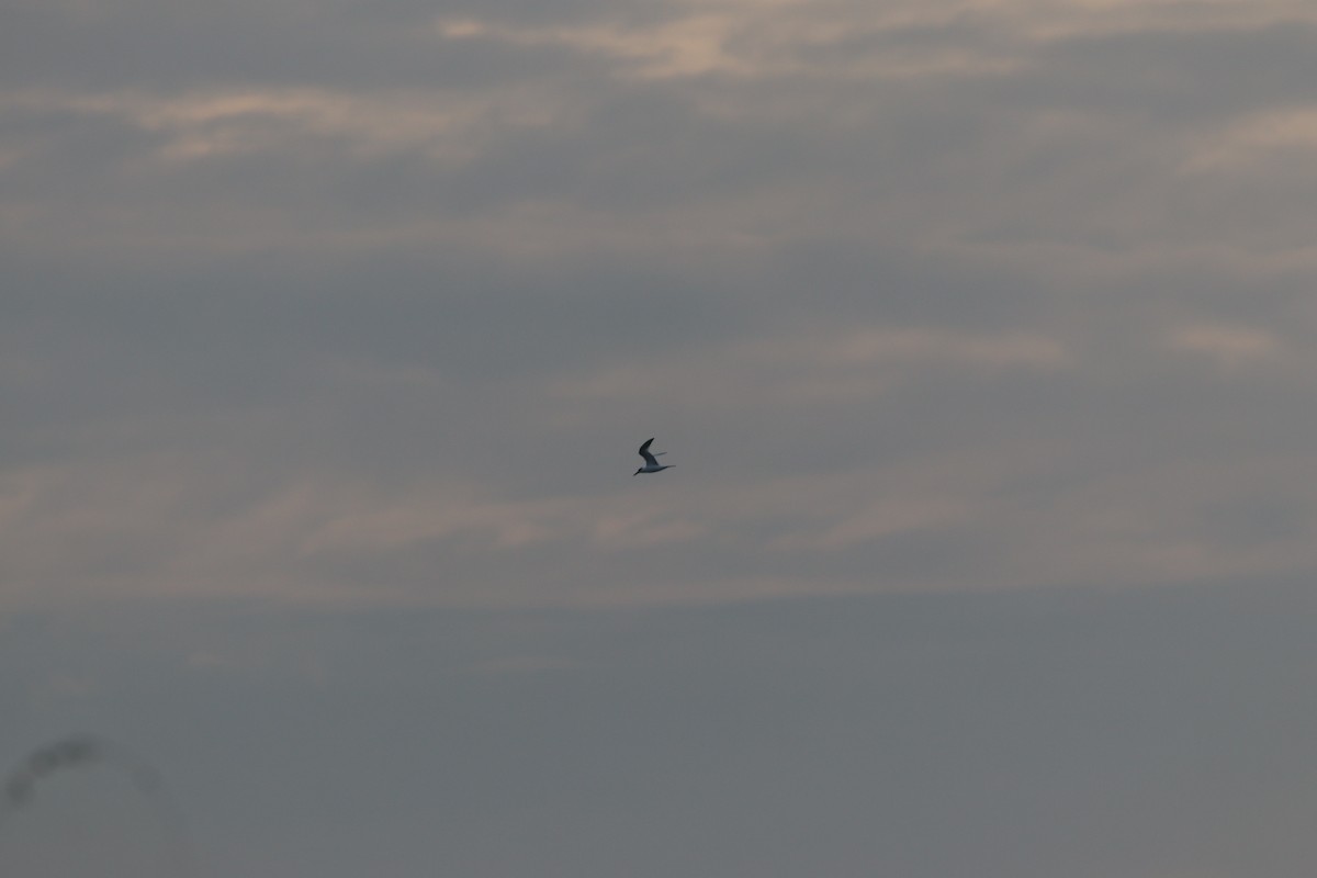 Sterne caugek - ML644698862