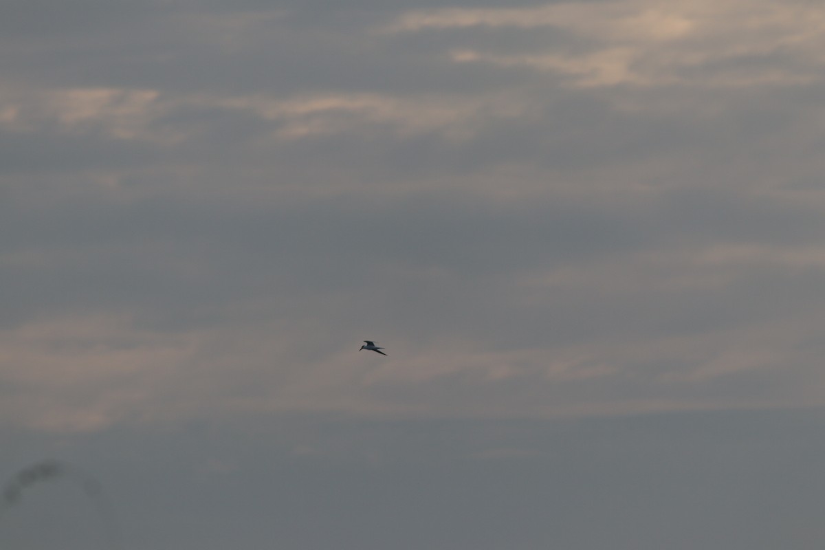 Sterne caugek - ML644698863