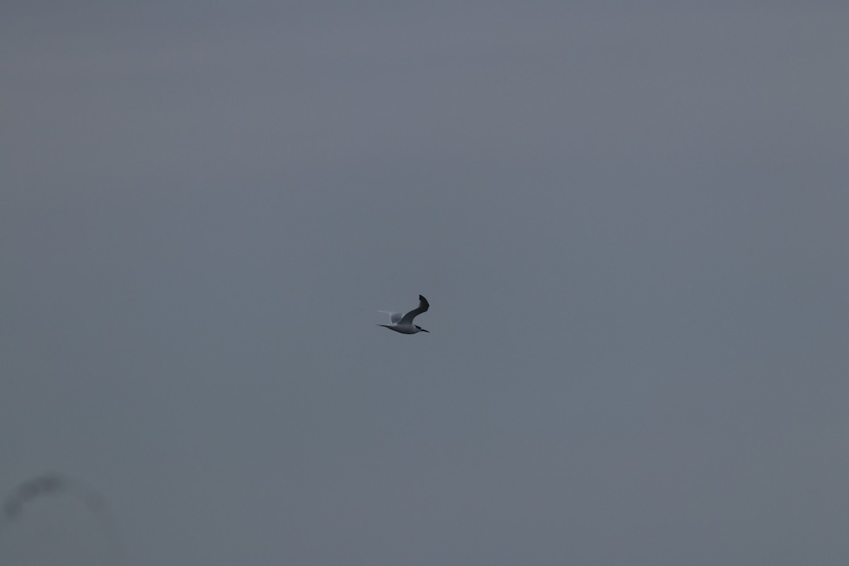 Sterne caugek - ML644698864