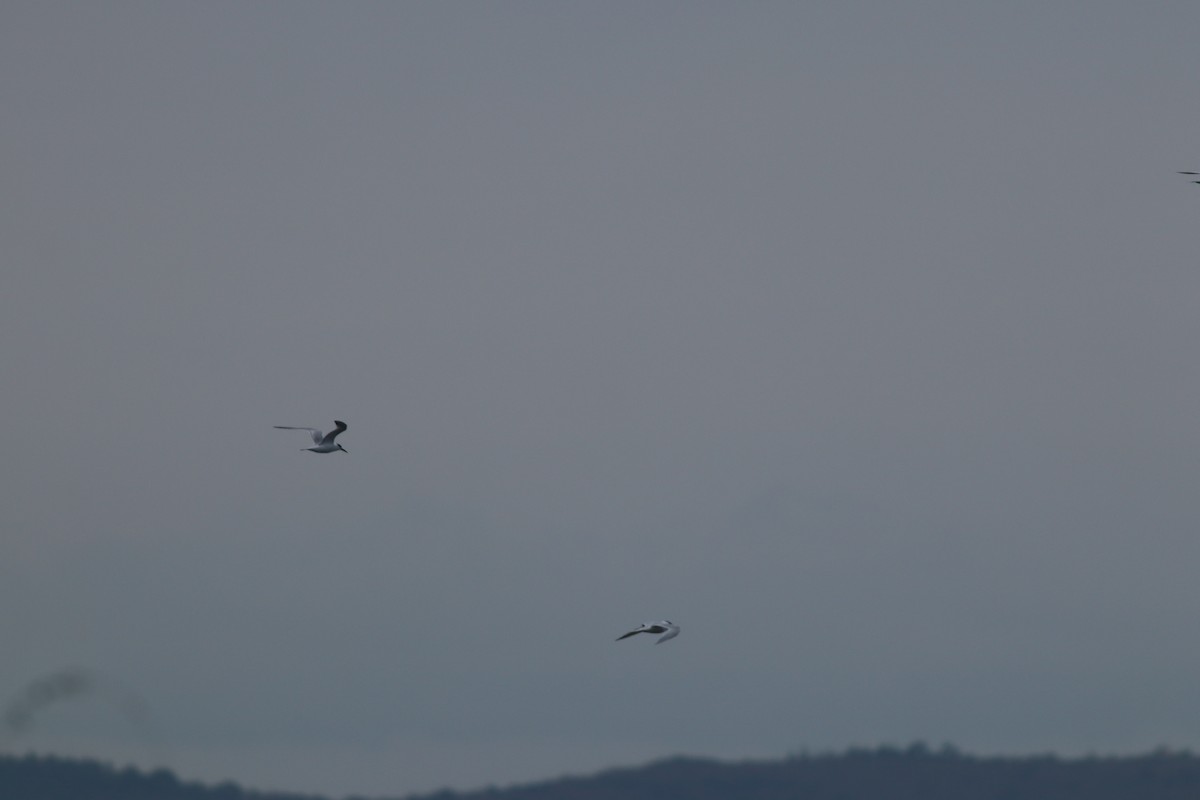 Sterne caugek - ML644698865