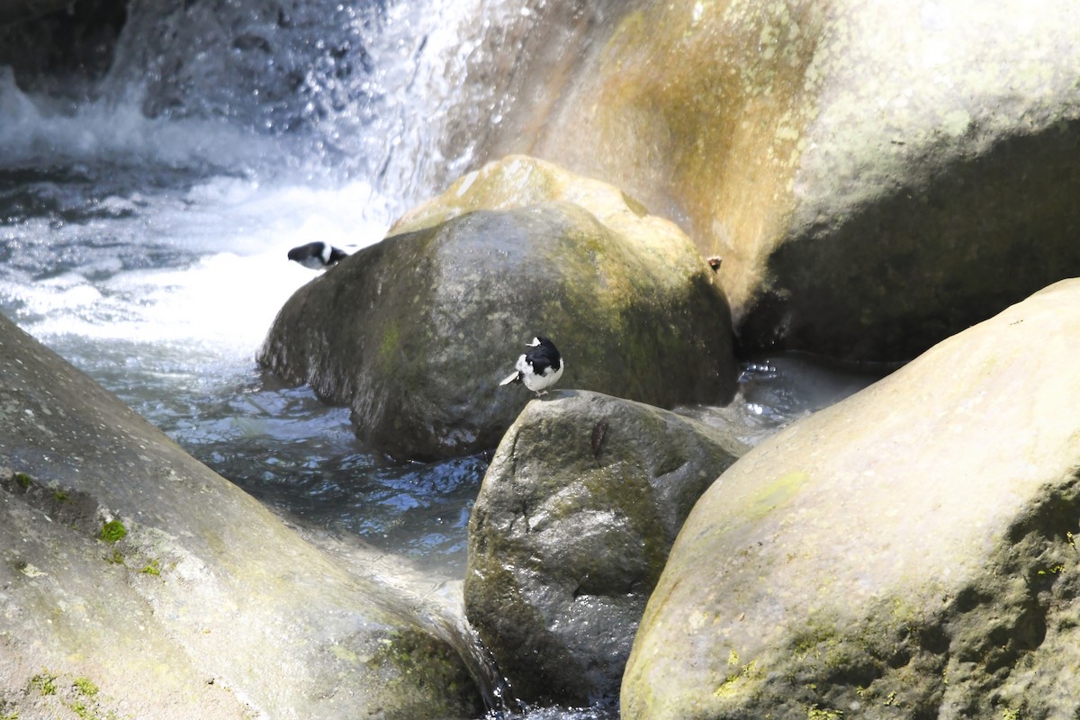 小剪尾 - ML644698871