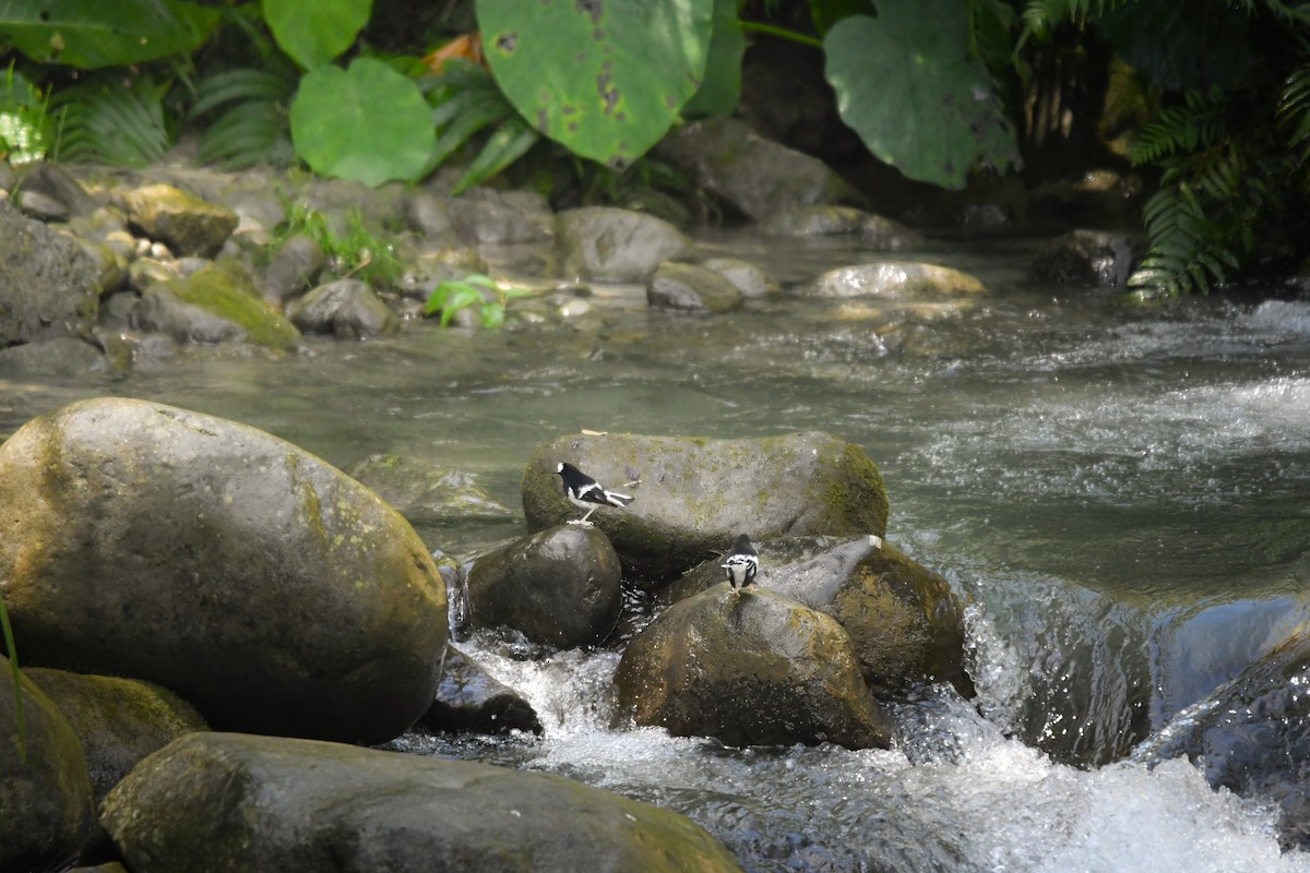 小剪尾 - ML644698872