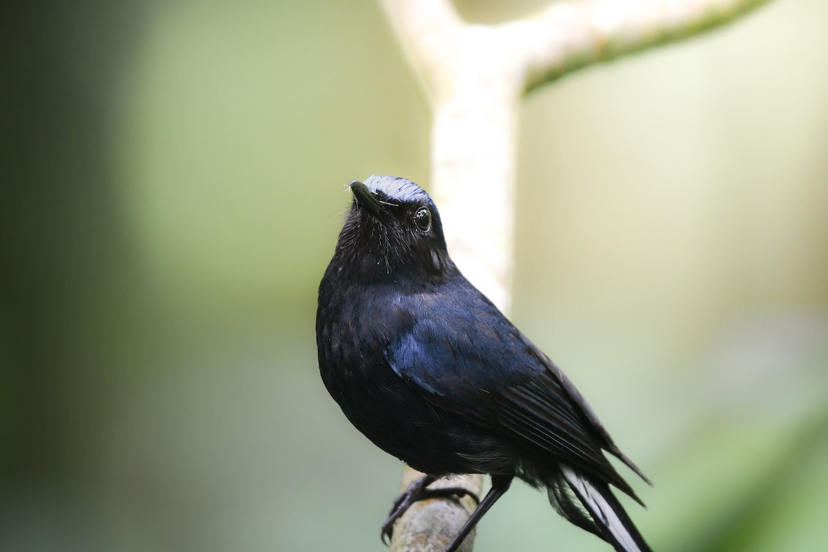 White-tailed Robin - ML644698877