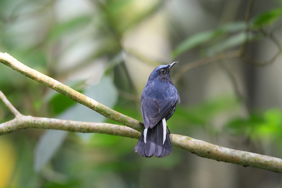 White-tailed Robin - ML644698878