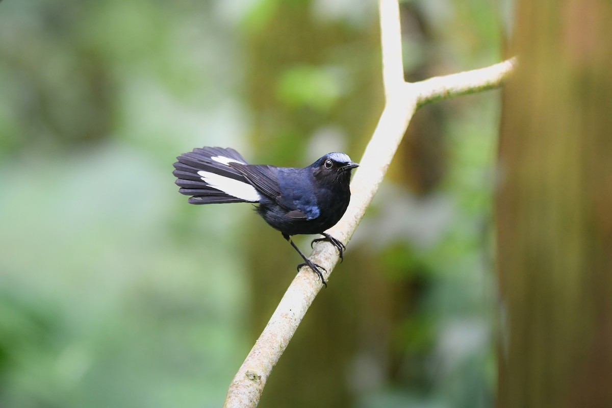 White-tailed Robin - ML644698879