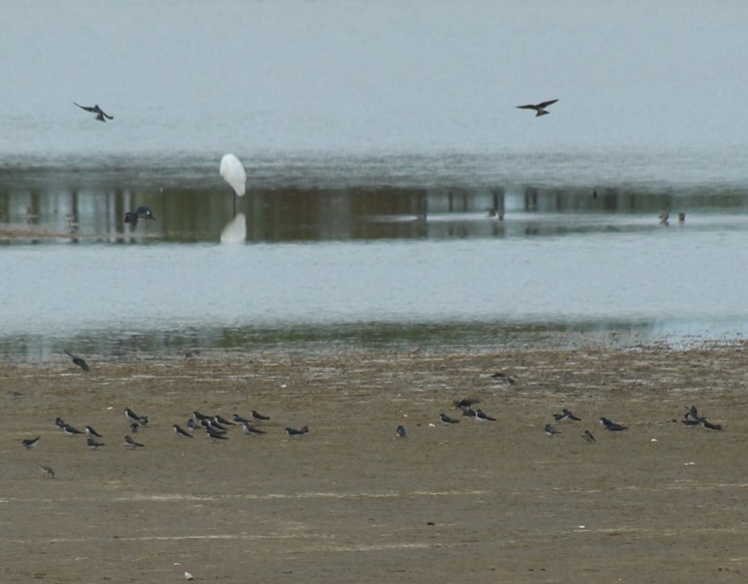 Tree Swallow - ML644698890