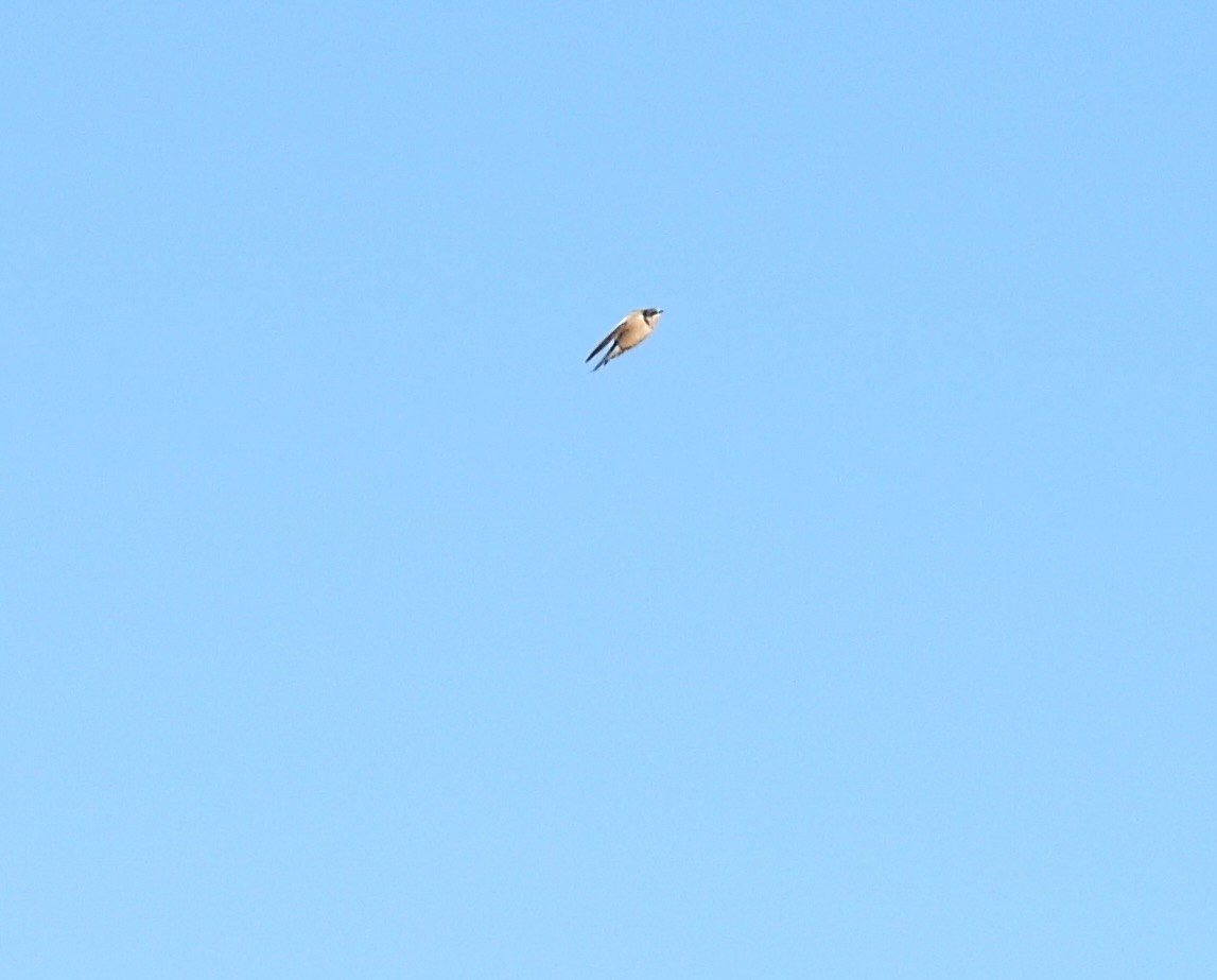 Rondine - ML644698899