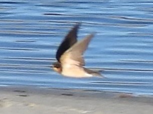 Rondine - ML644698900