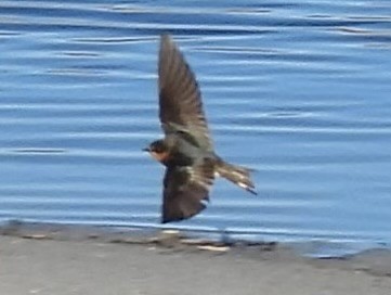 Rondine - ML644698901