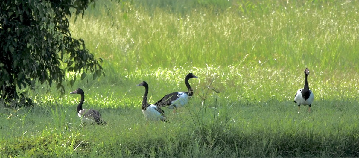 Canaroie semipalmée - ML644698927