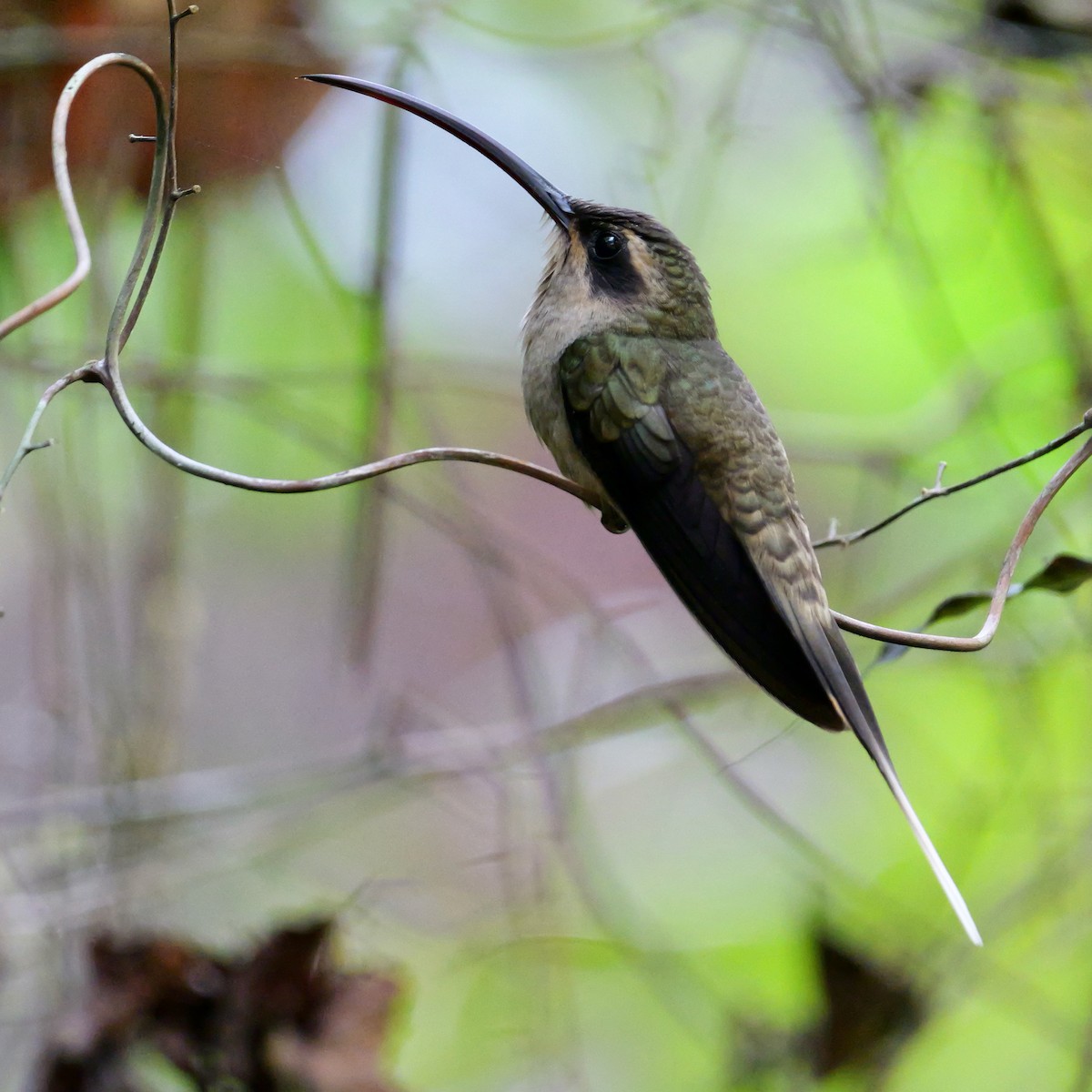Great-billed Hermit (Margaretta's) - ML644698928