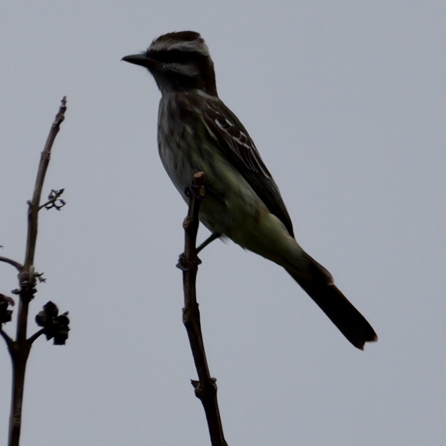 Tyran tacheté - ML644698934