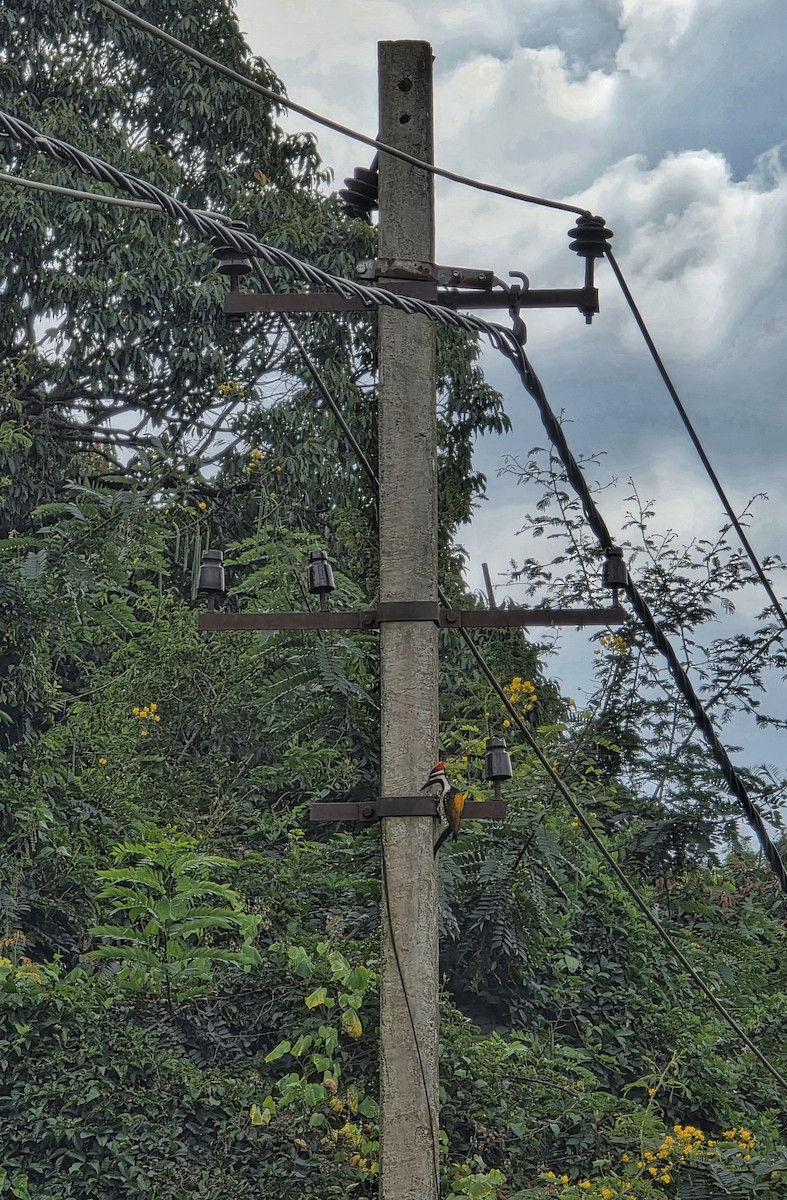 Black-rumped Flameback - ML644698935