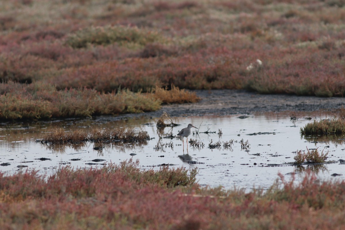 アカアシシギ - ML644698936