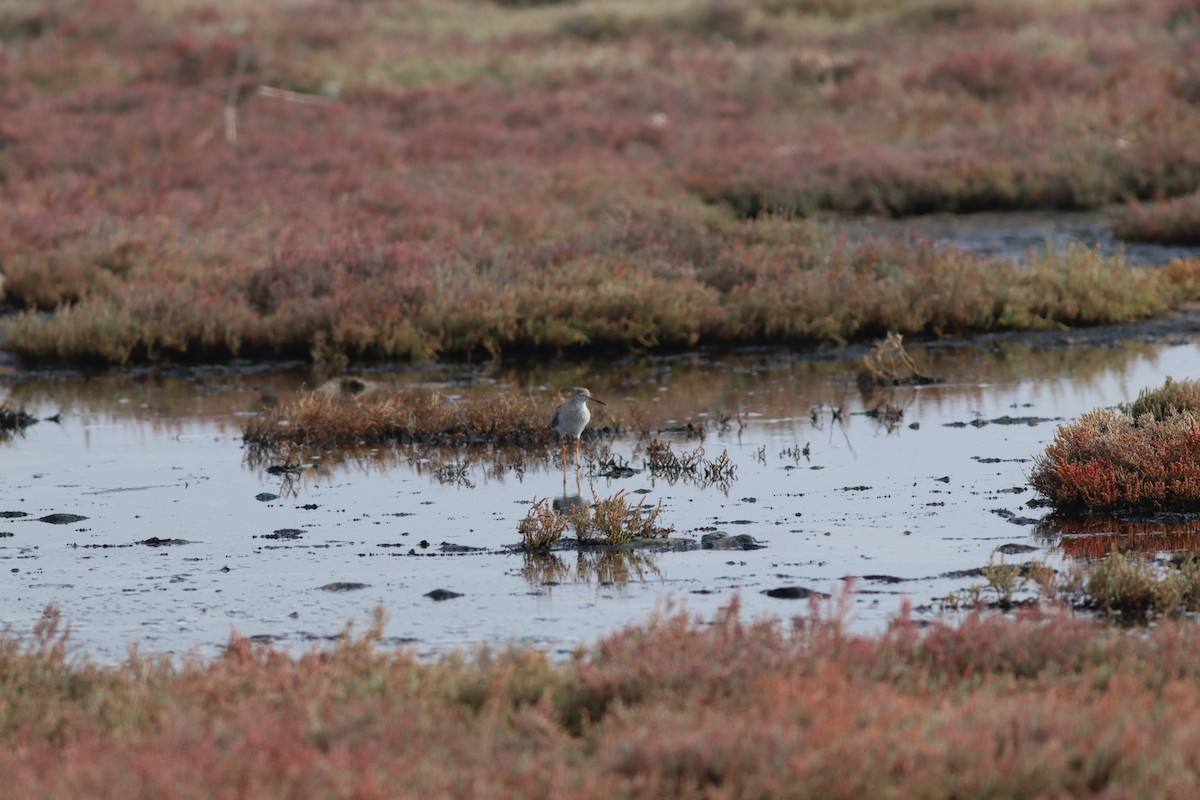 アカアシシギ - ML644698937