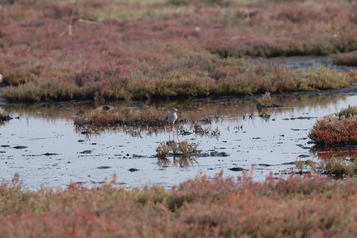 アカアシシギ - ML644698938