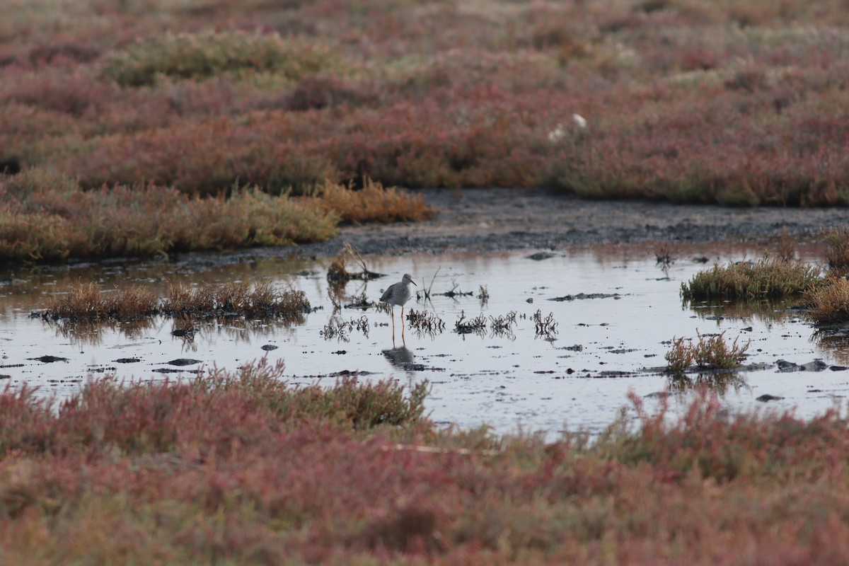 アカアシシギ - ML644698939