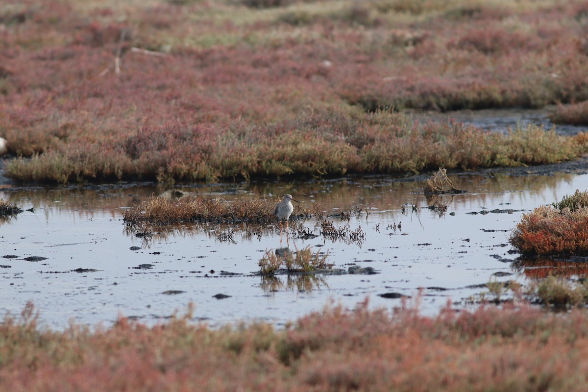 アカアシシギ - ML644698940