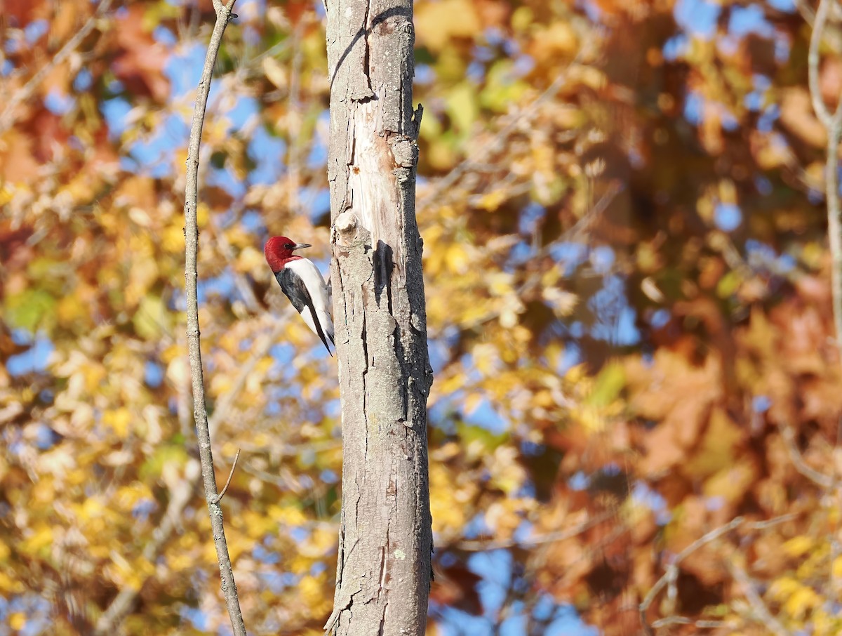 ズアカキツツキ - ML644698941