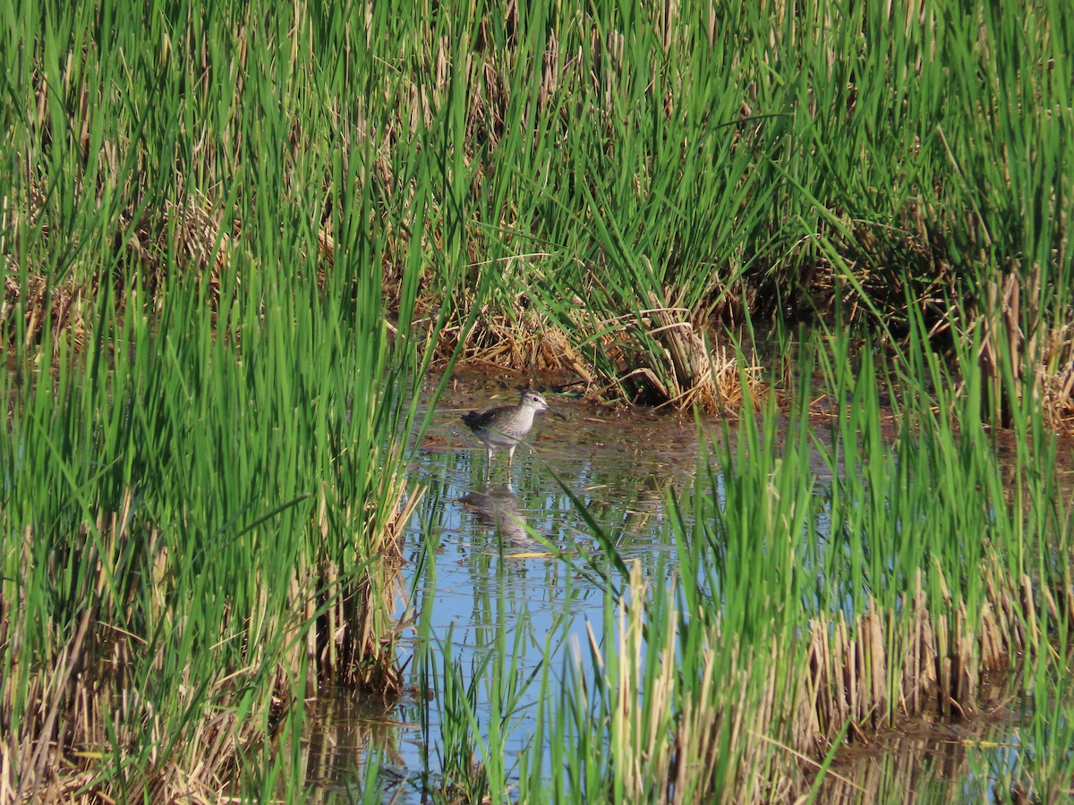 タカブシギ - ML644698942