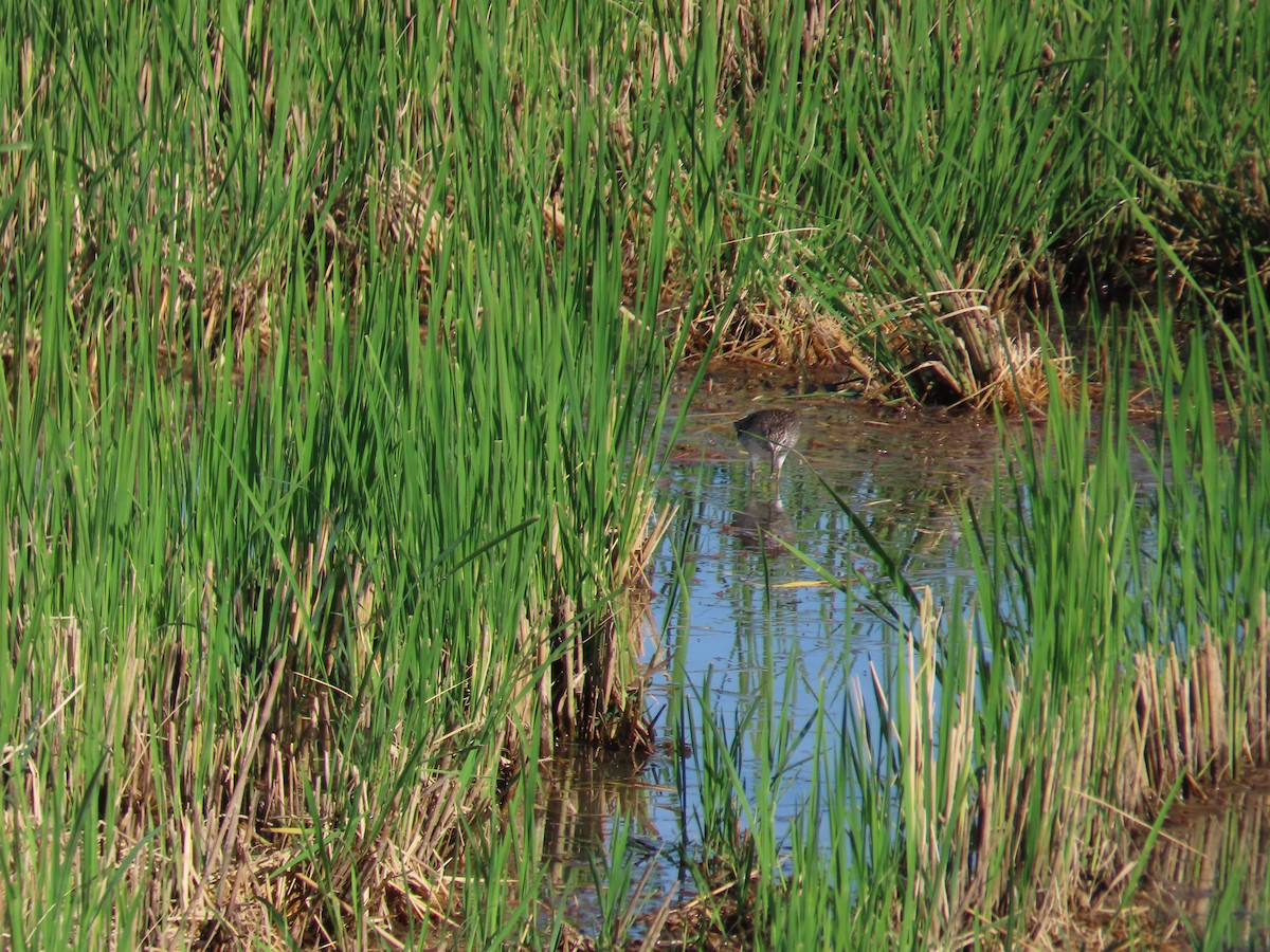 タカブシギ - ML644698943