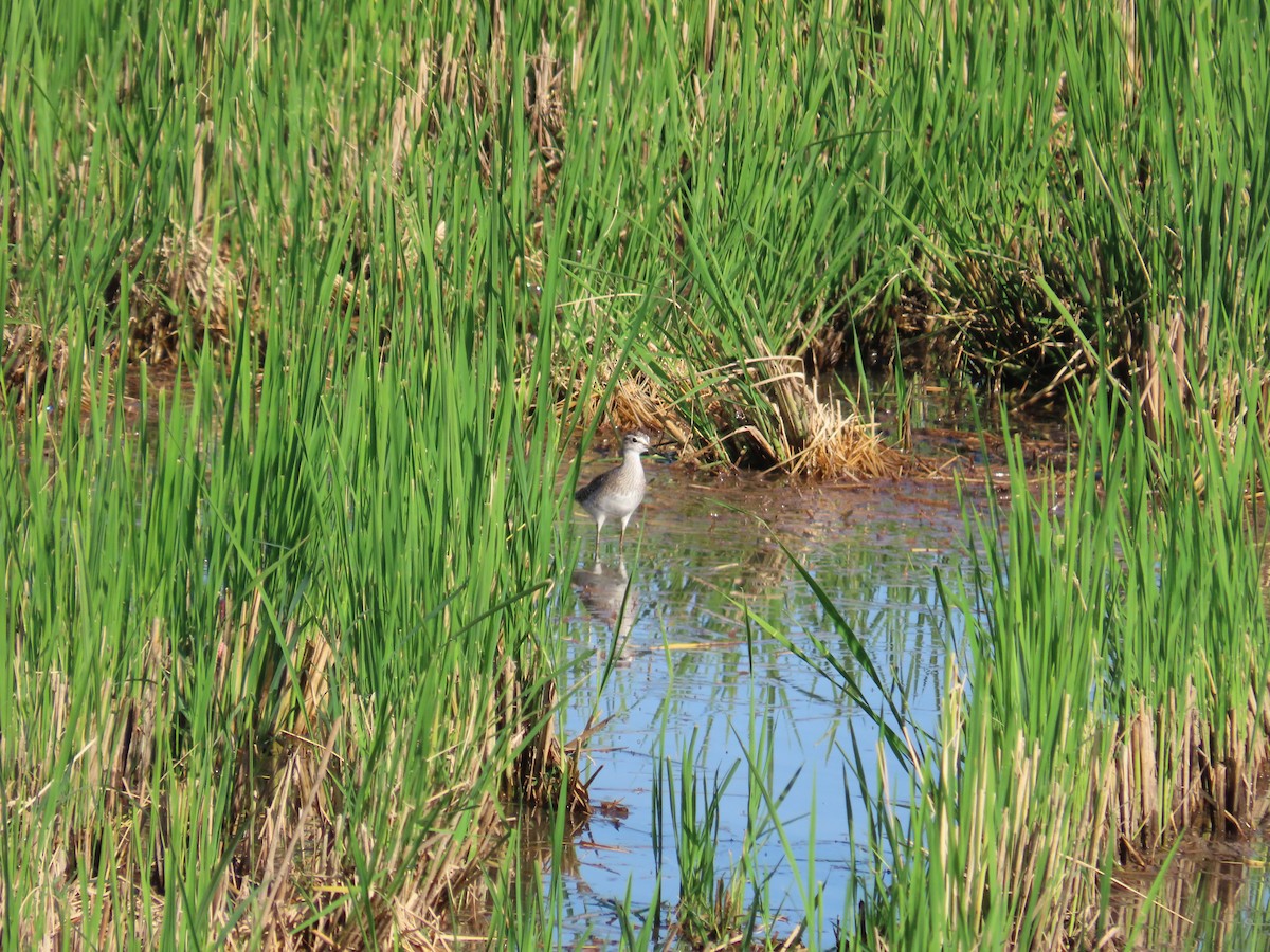 タカブシギ - ML644698944