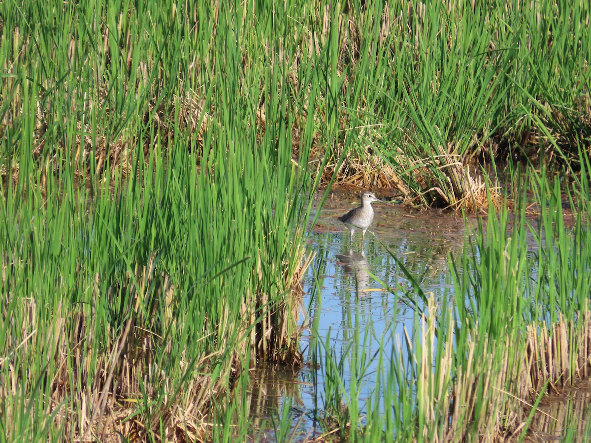 タカブシギ - ML644698945