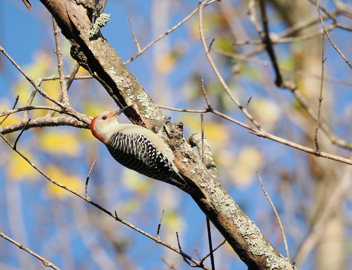 シマセゲラ - ML644698947