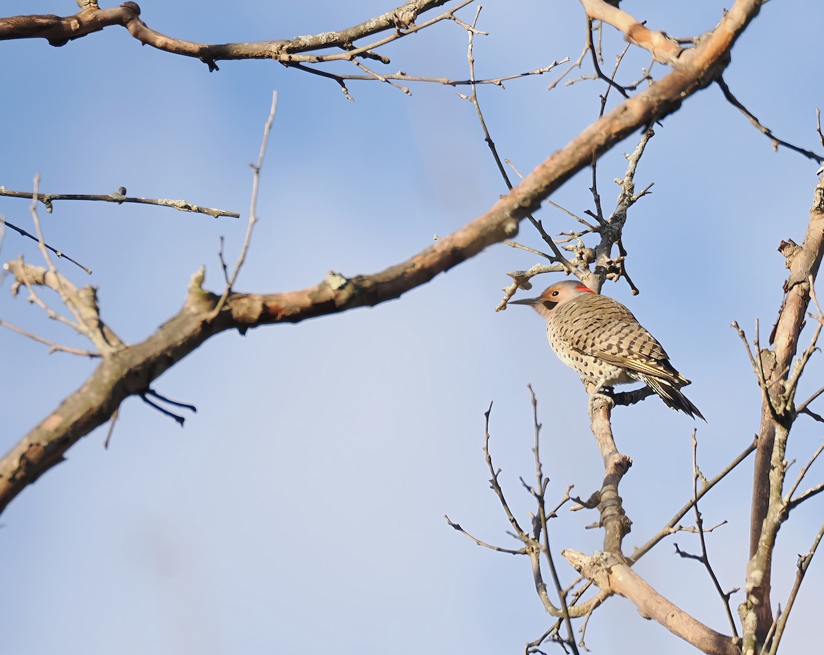 ハシボソキツツキ - ML644698952