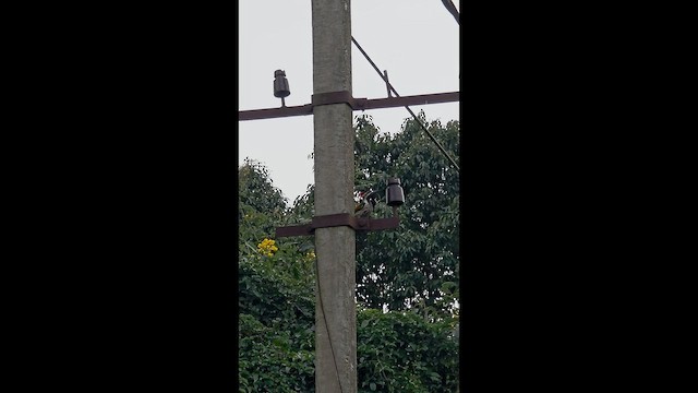 Black-rumped Flameback - ML644698971