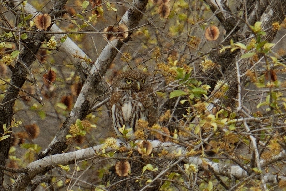 Pearl-spotted Owlet - ML644699001