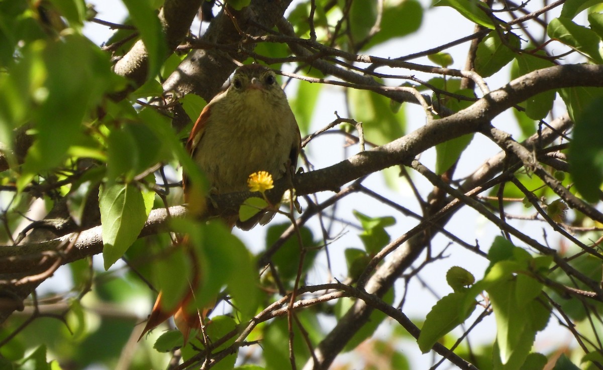 インキジヴィカザリドリ - ML644699011