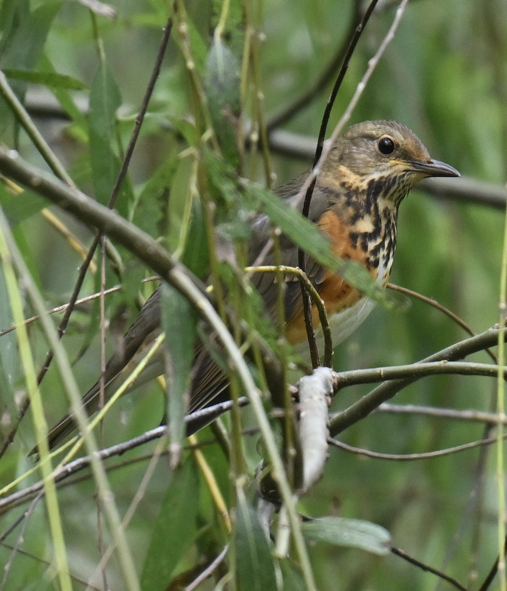 Gray-backed Thrush - ML644699020