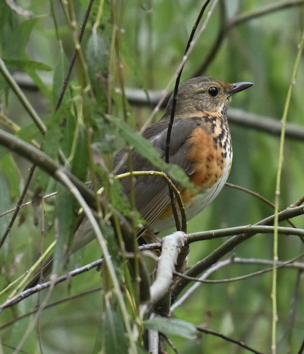 Gray-backed Thrush - ML644699021