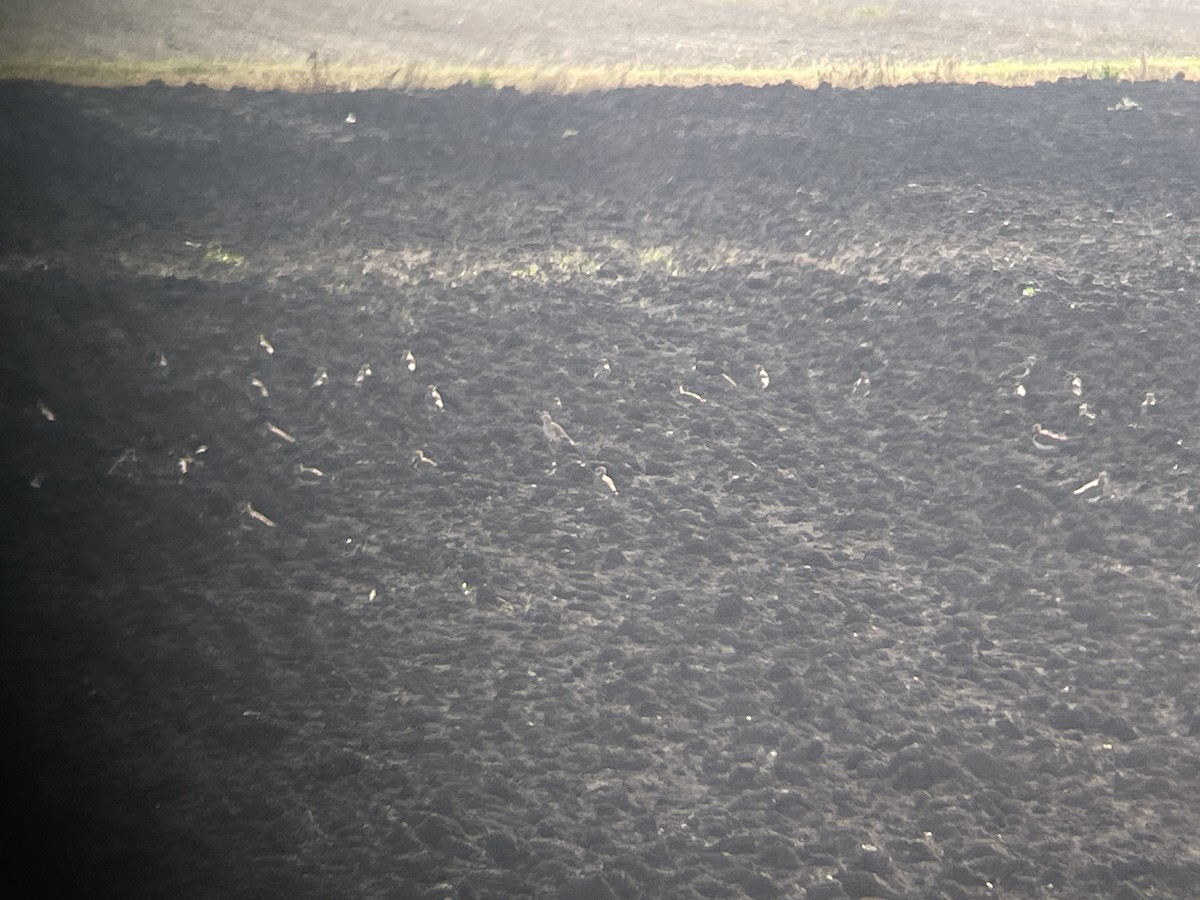 Pavoncella gregaria - ML644699024