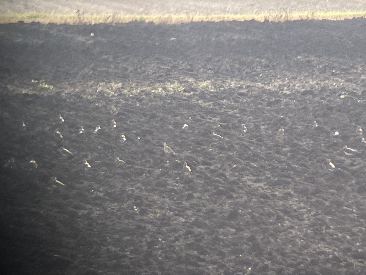 Pavoncella gregaria - ML644699025