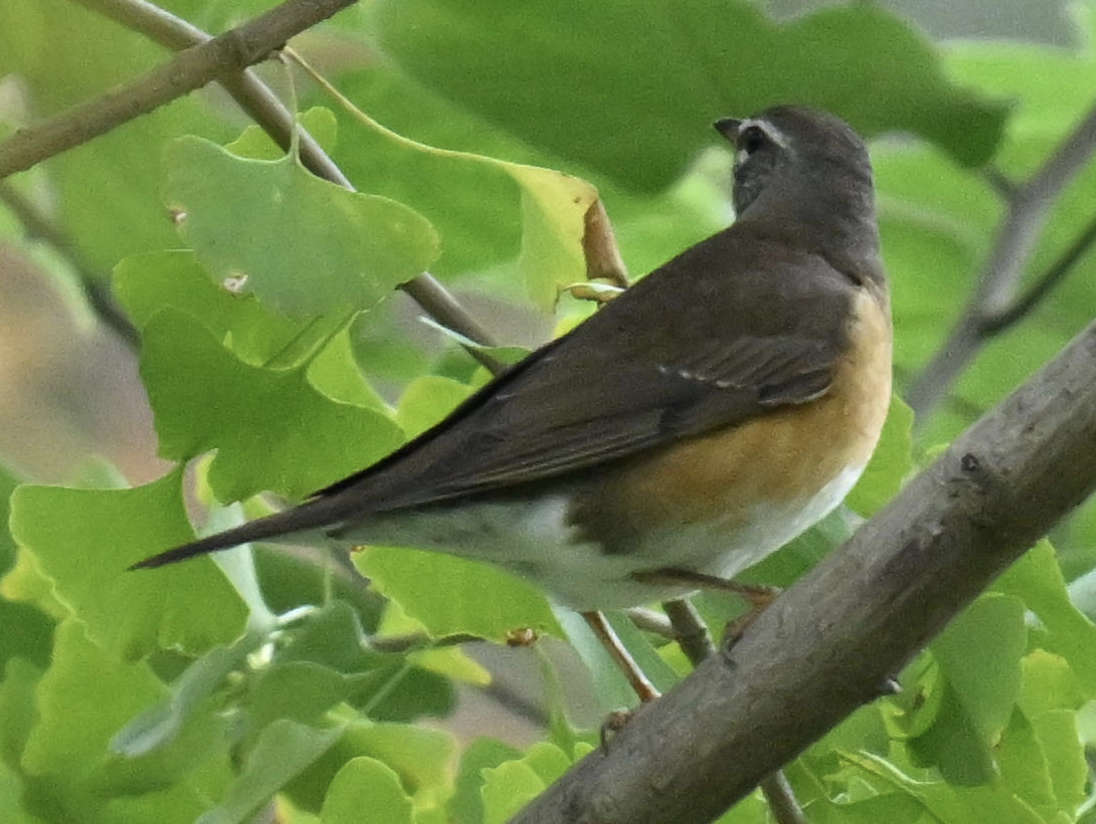 Халиун хөөндэй - ML644699032