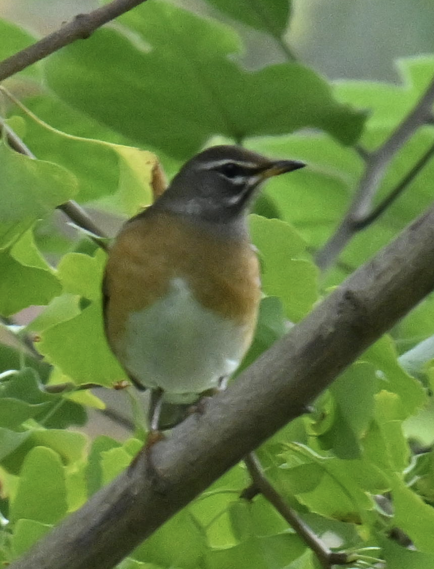 Халиун хөөндэй - ML644699033