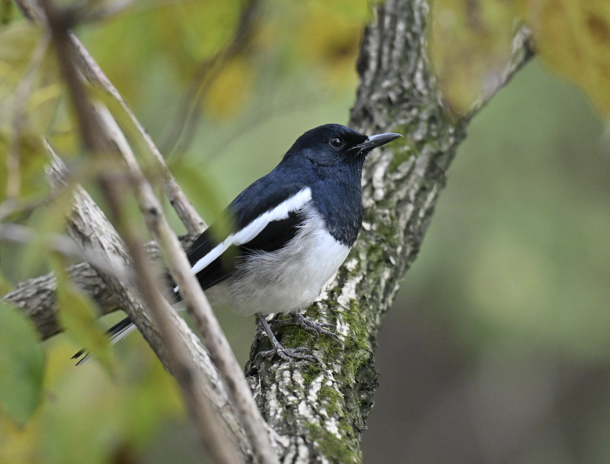 シキチョウ - ML644699035