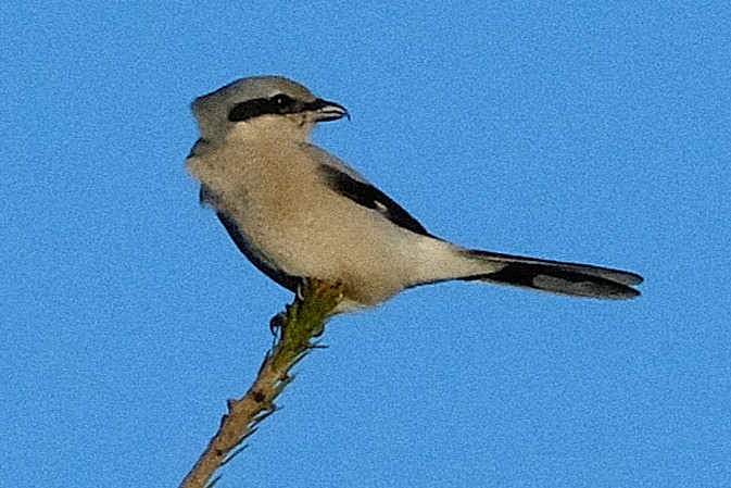 オオモズ - ML644699036